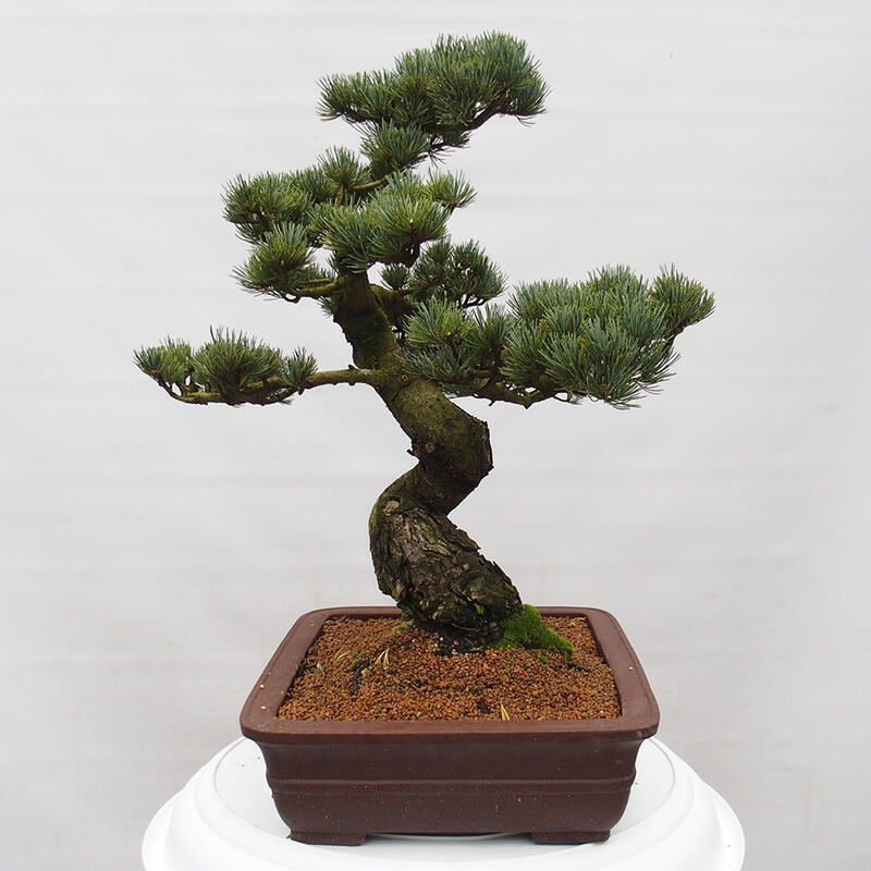 Vonkajšie bonsai - Pinus parviflora - Borovica drobnokvetá