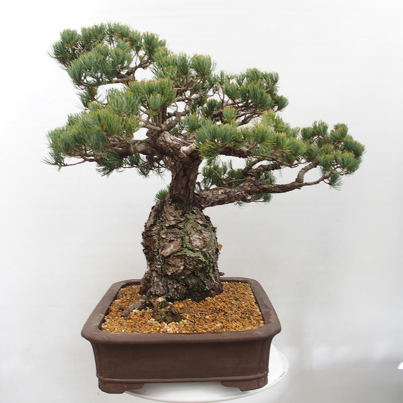 Vonkajšie bonsai - Pinus parviflora - Borovica drobnokvetá