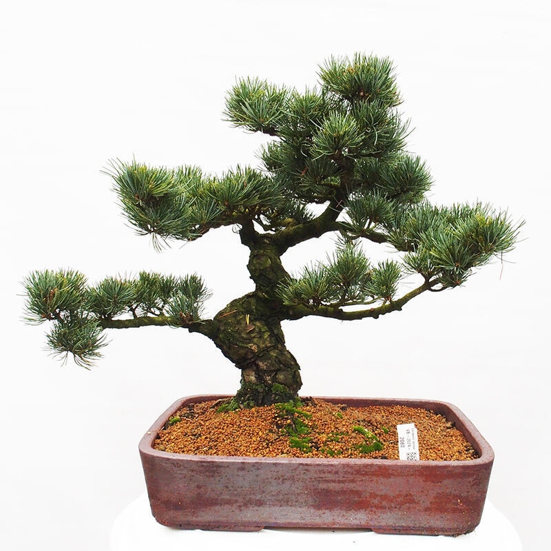 Vonkajšie bonsai - Pinus parviflora - Borovica drobnokvetá