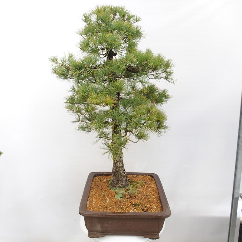 Vonkajšie bonsai - Pinus parviflora - Borovica drobnokvetá