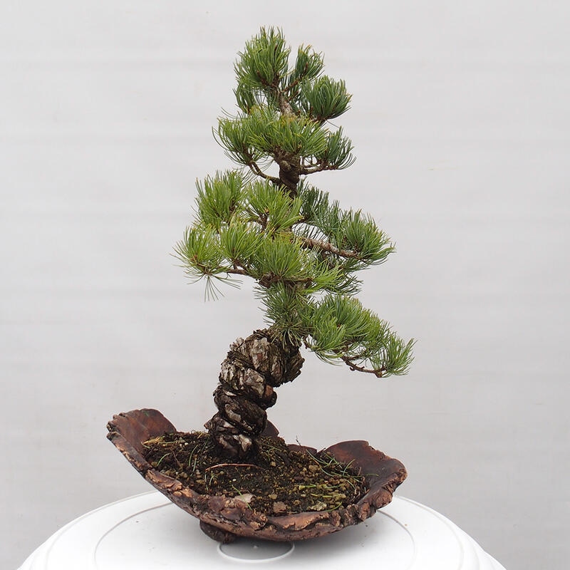 Vonkajšie bonsai - Pinus parviflora - Borovica drobnokvetá