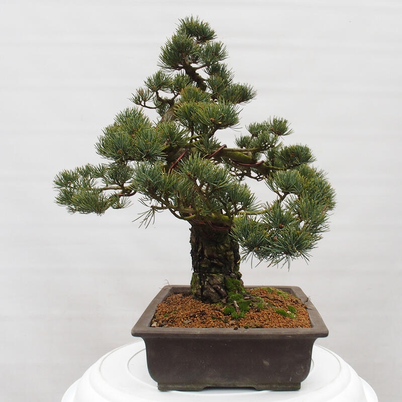 Vonkajšie bonsai - Pinus parviflora - Borovica drobnokvetá