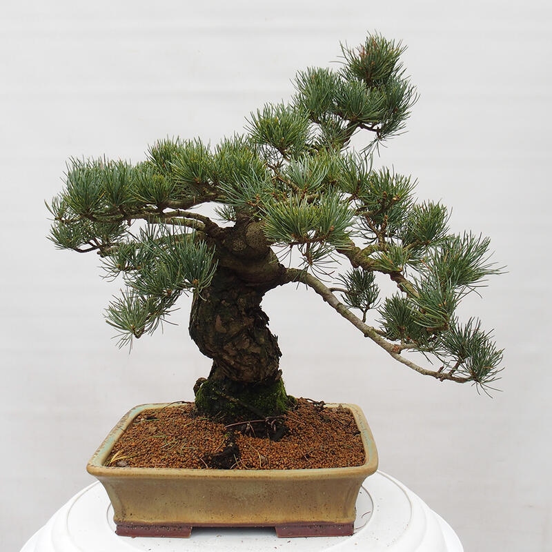 Vonkajšie bonsai - Pinus parviflora - Borovica drobnokvetá