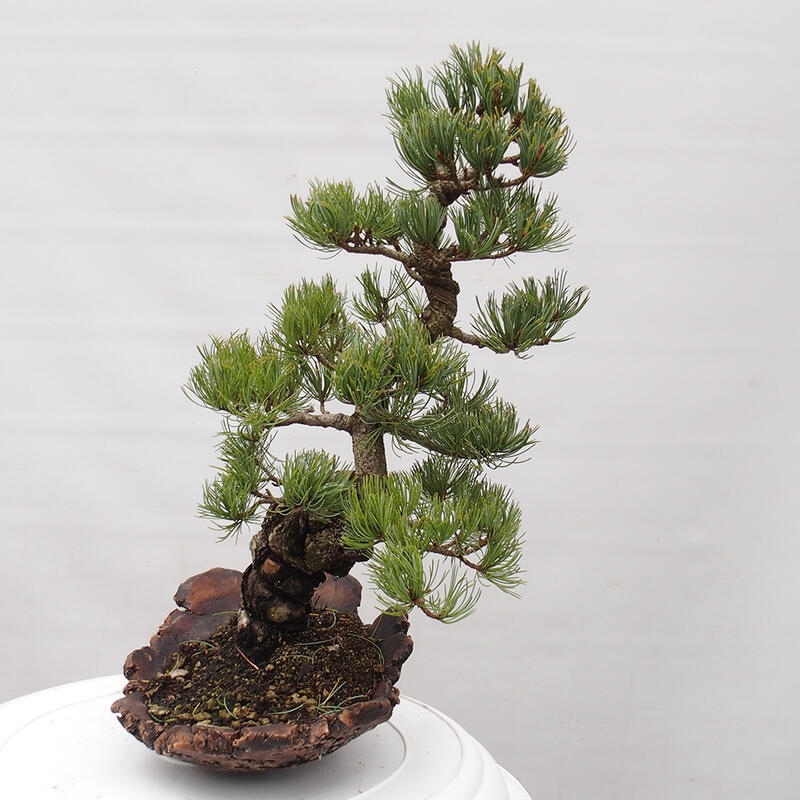 Vonkajšie bonsai - Pinus parviflora - Borovica drobnokvetá