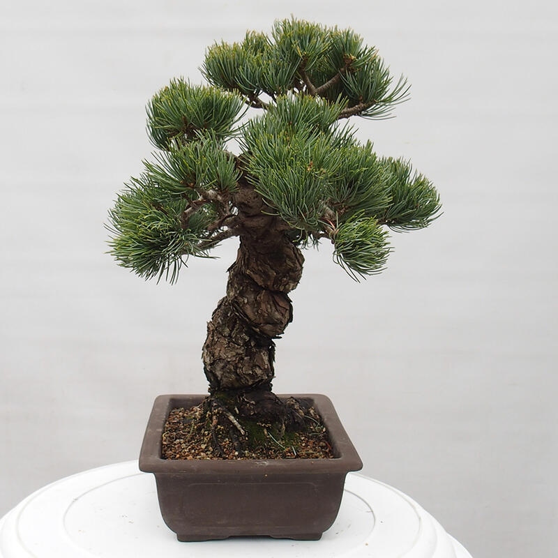 Vonkajšie bonsai - Pinus parviflora - Borovica drobnokvetá