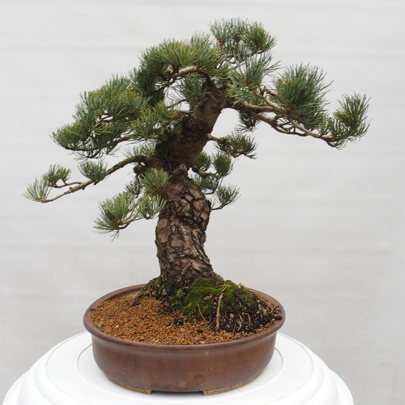 Vonkajšie bonsai - Pinus parviflora - Borovica drobnokvetá