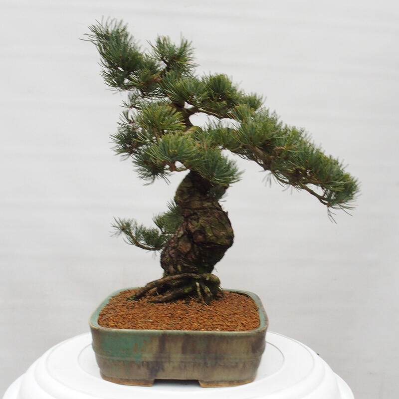 Vonkajšie bonsai - Pinus parviflora - Borovica drobnokvetá