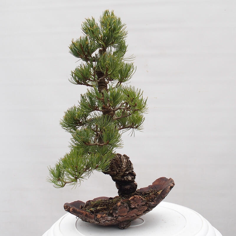 Vonkajšie bonsai - Pinus parviflora - Borovica drobnokvetá