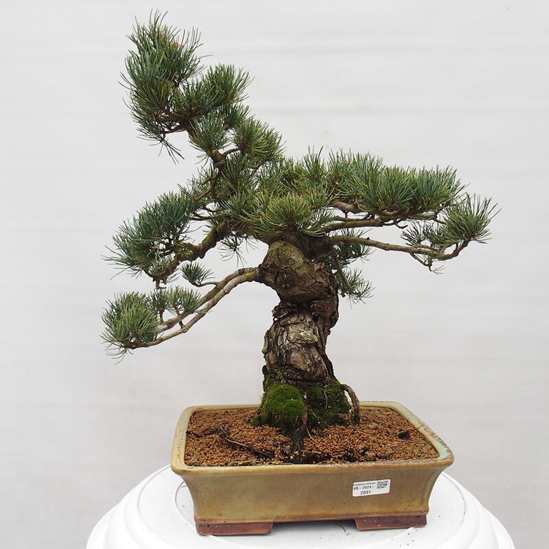 Vonkajšie bonsai - Pinus parviflora - Borovica drobnokvetá