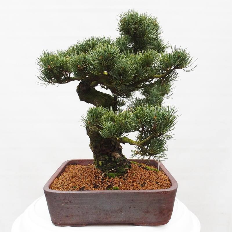 Vonkajšie bonsai - Pinus parviflora - Borovica drobnokvetá