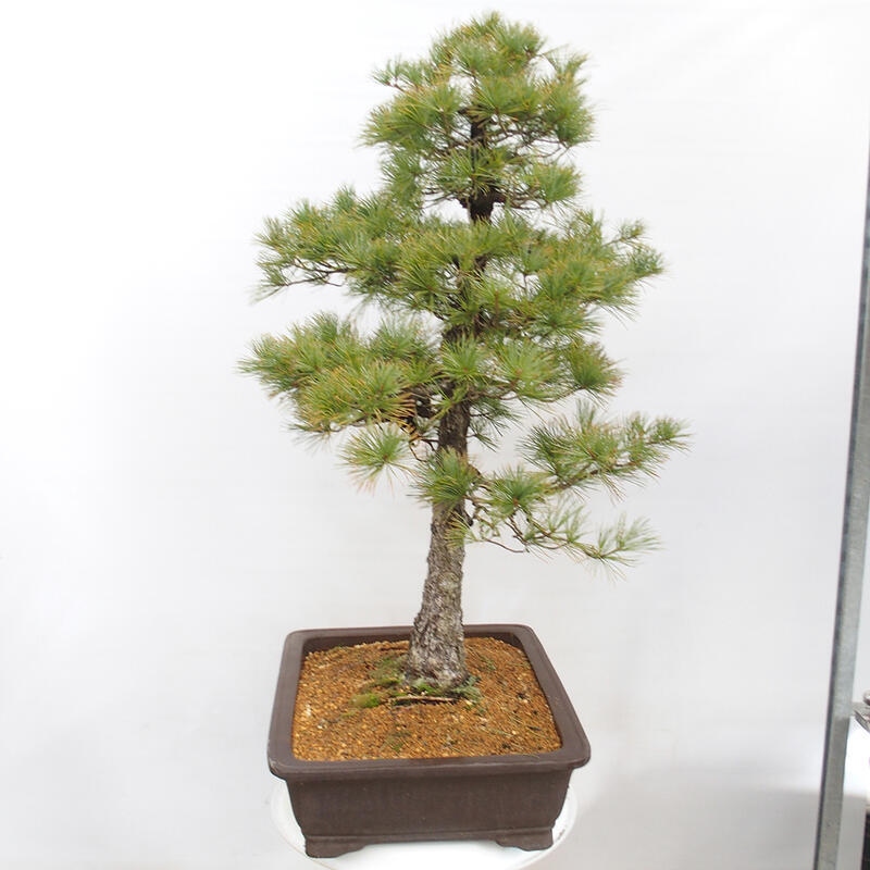 Vonkajšie bonsai - Pinus parviflora - Borovica drobnokvetá