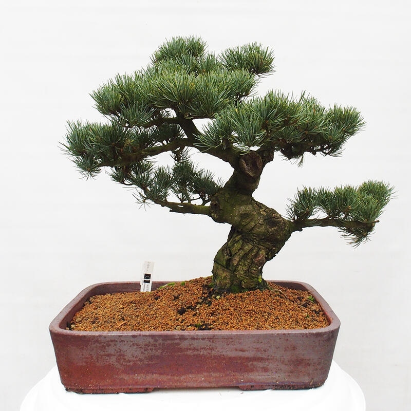 Vonkajšie bonsai - Pinus parviflora - Borovica drobnokvetá