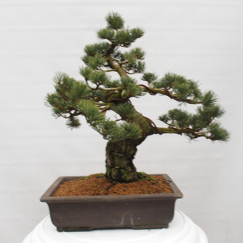 Vonkajšie bonsai - Pinus parviflora - Borovica drobnokvetá