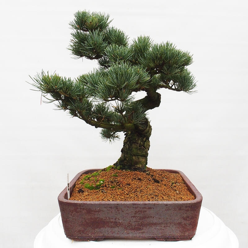 Vonkajšie bonsai - Pinus parviflora - Borovica drobnokvetá