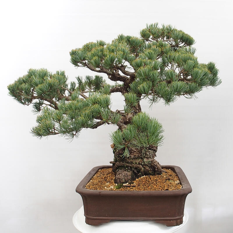 Vonkajšie bonsai - Pinus parviflora - Borovica drobnokvetá