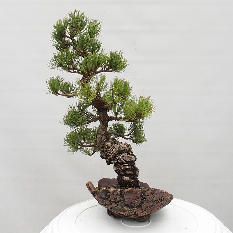 Vonkajšie bonsai - Pinus parviflora - Borovica drobnokvetá