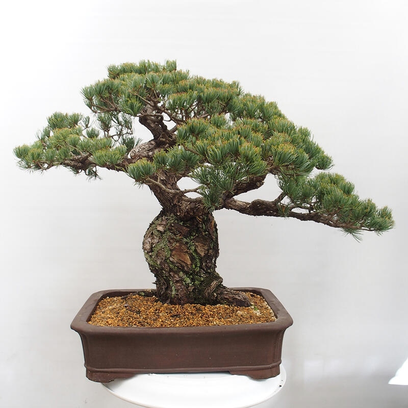 Vonkajšie bonsai - Pinus parviflora - Borovica drobnokvetá