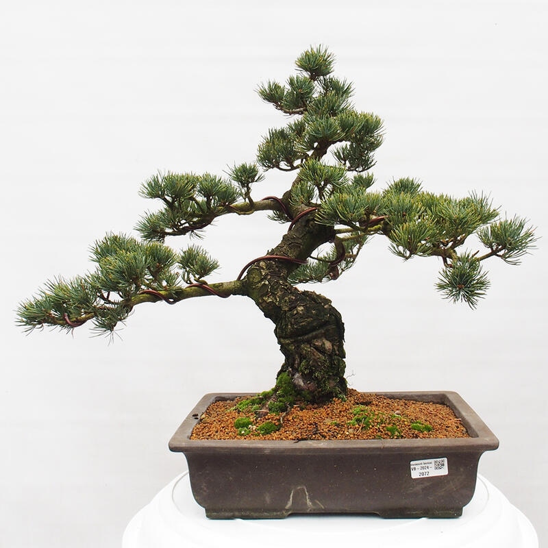 Vonkajšie bonsai - Pinus parviflora - Borovica drobnokvetá