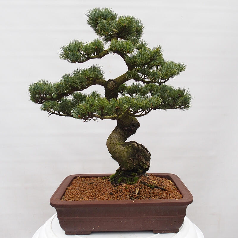 Vonkajšie bonsai - Pinus parviflora - Borovica drobnokvetá