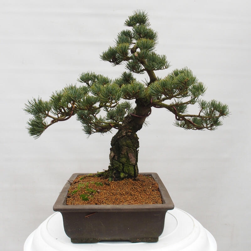 Vonkajšie bonsai - Pinus parviflora - Borovica drobnokvetá