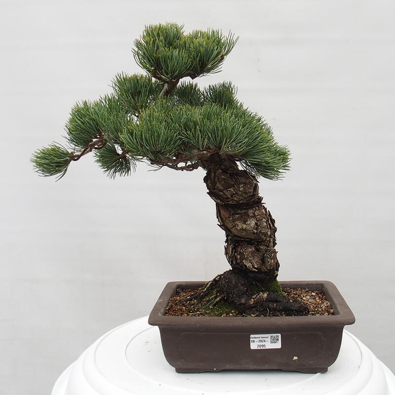 Vonkajšie bonsai - Pinus parviflora - Borovica drobnokvetá