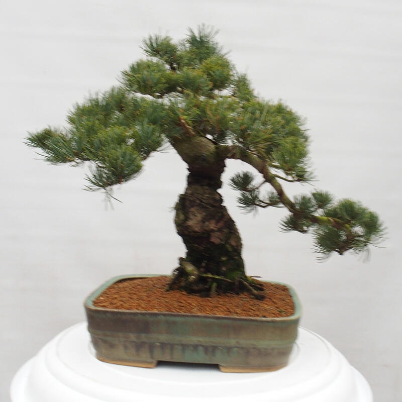 Vonkajšie bonsai - Pinus parviflora - Borovica drobnokvetá