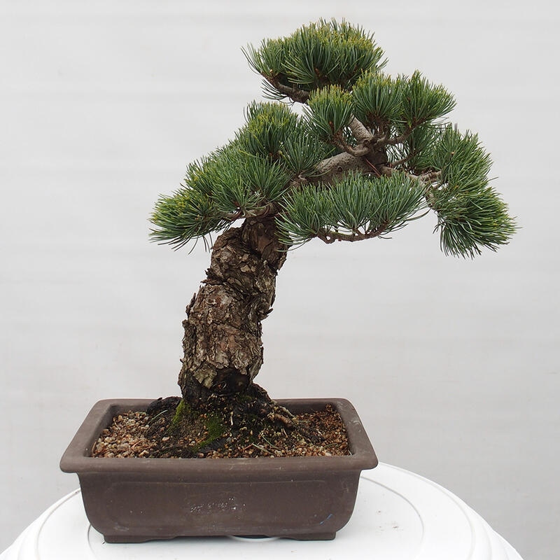 Vonkajšie bonsai - Pinus parviflora - Borovica drobnokvetá