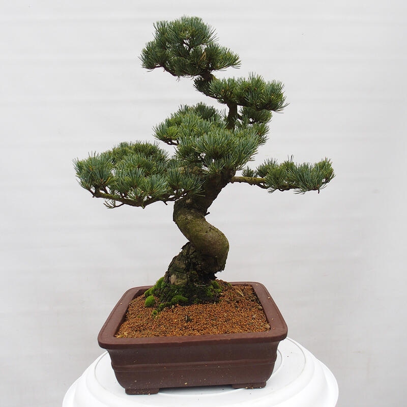 Vonkajšie bonsai - Pinus parviflora - Borovica drobnokvetá