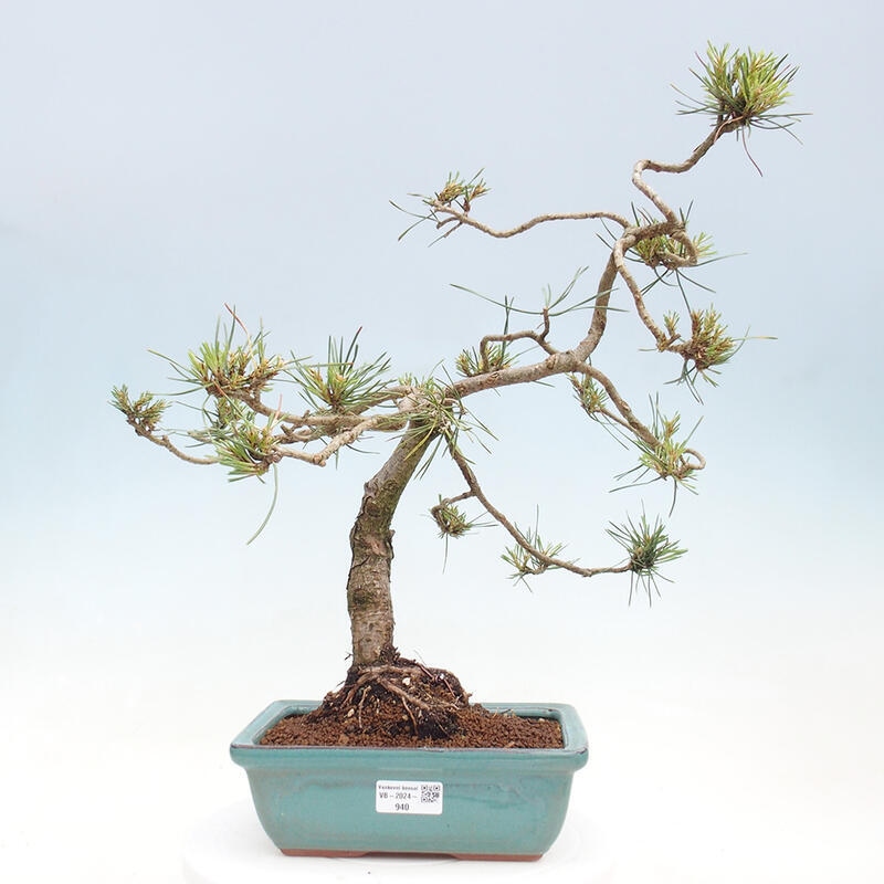 Vonkajšie bonsai - Pinus Sylvestris - Borovica lesná