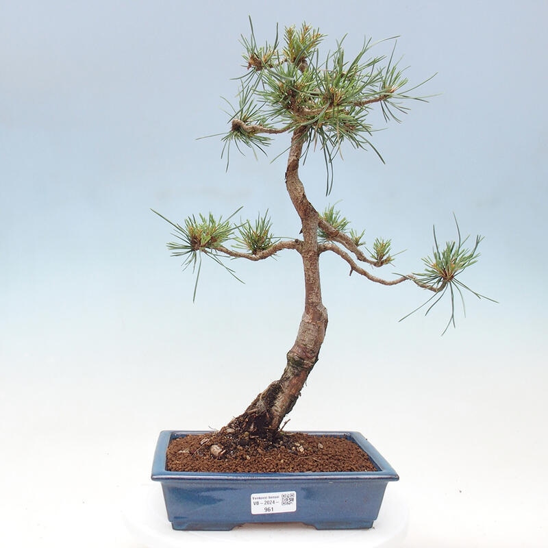 Vonkajšie bonsai - Pinus Sylvestris - Borovica lesná