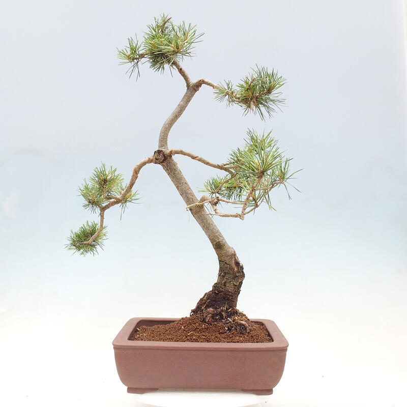 Vonkajšie bonsai - Pinus Sylvestris - Borovica lesná