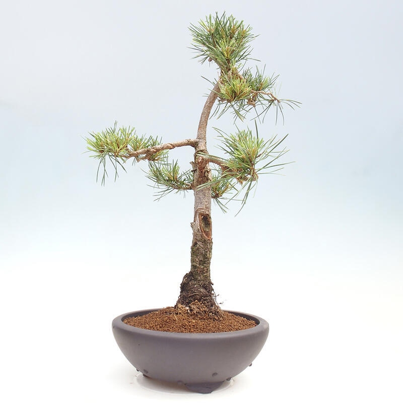 Vonkajšie bonsai - Pinus Sylvestris - Borovica lesná