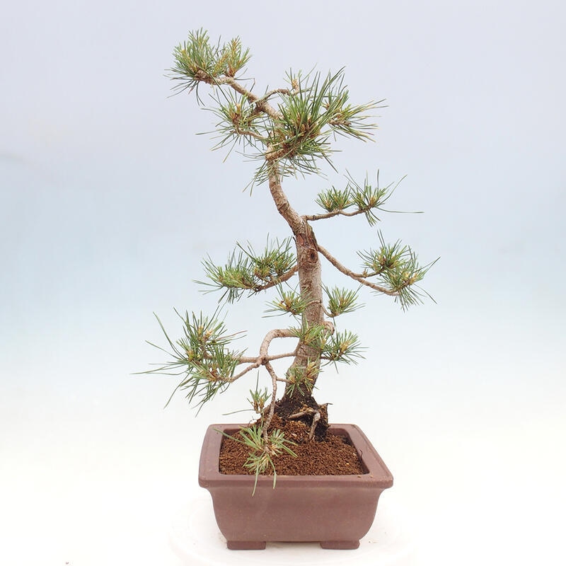 Vonkajšie bonsai - Pinus Sylvestris - Borovica lesná