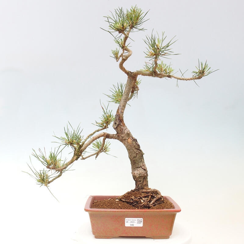 Vonkajšie bonsai - Pinus Sylvestris - Borovica lesná