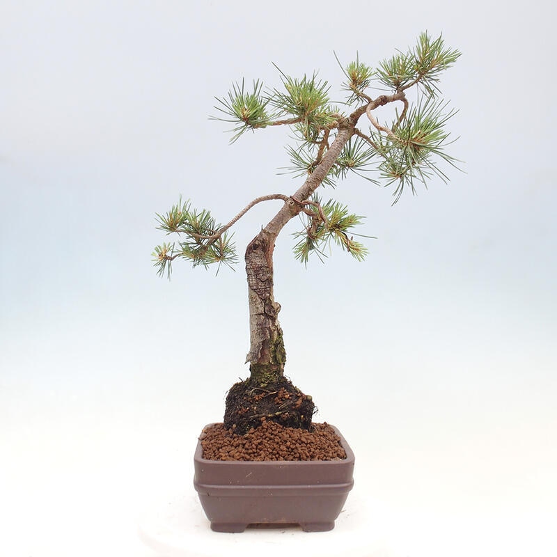 Vonkajšie bonsai - Pinus Sylvestris - Borovica lesná