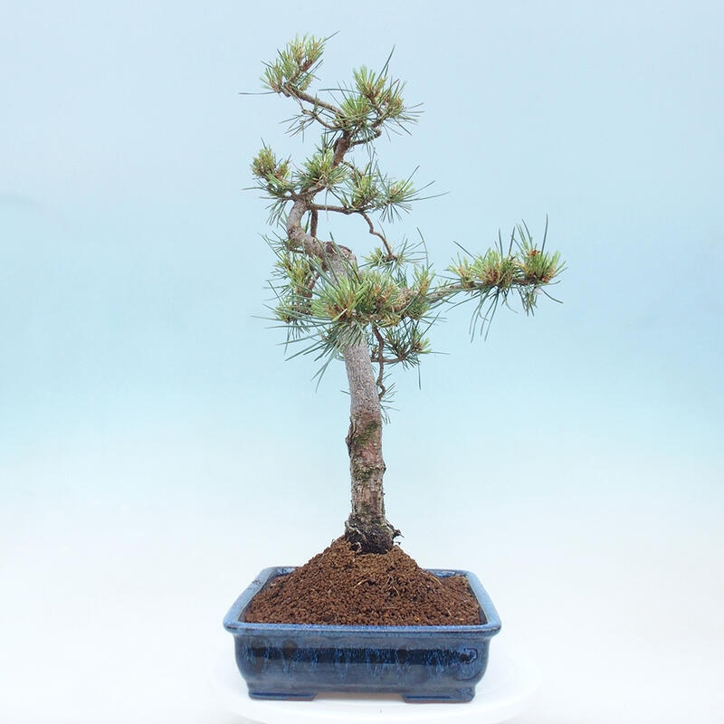 Vonkajšie bonsai - Pinus Sylvestris - Borovica lesná