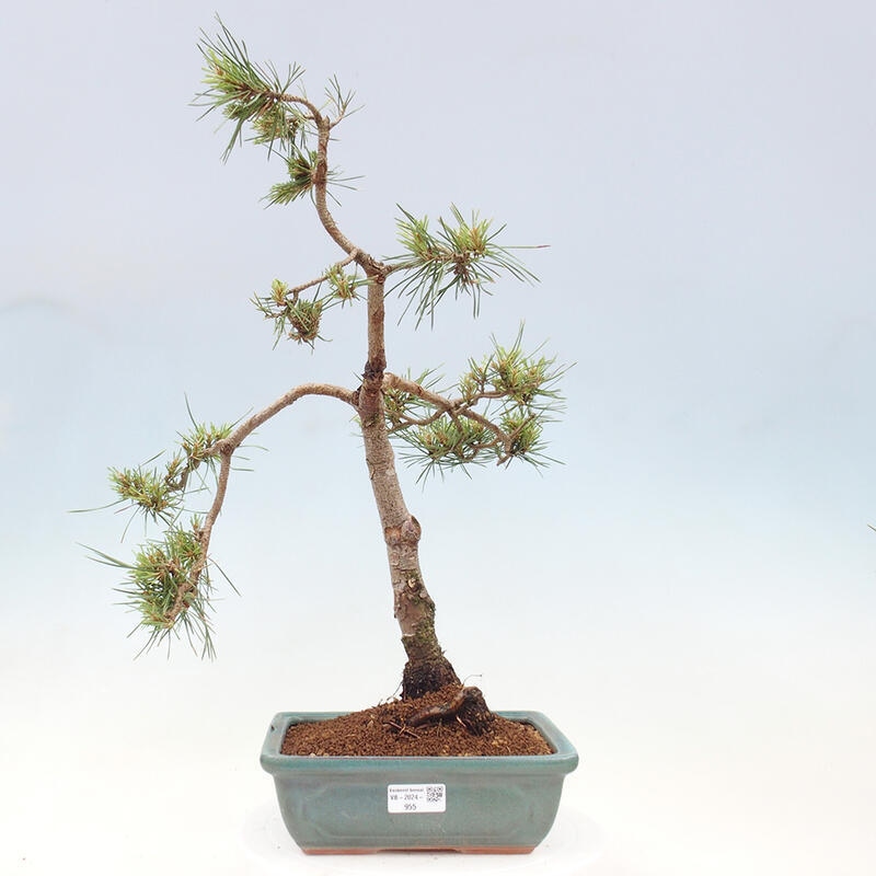 Vonkajšie bonsai - Pinus Sylvestris - Borovica lesná