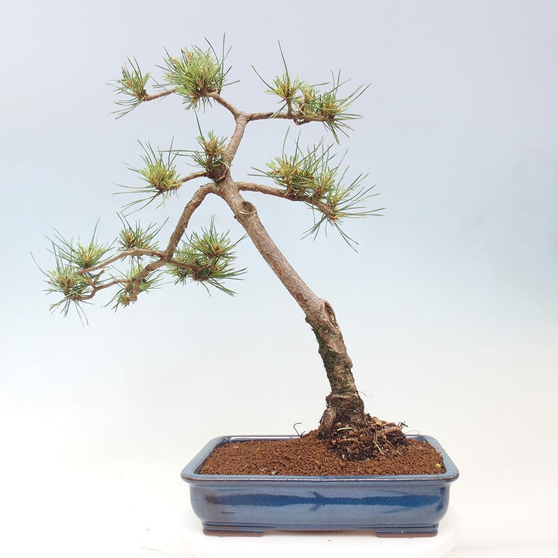 Vonkajšie bonsai - Pinus Sylvestris - Borovica lesná