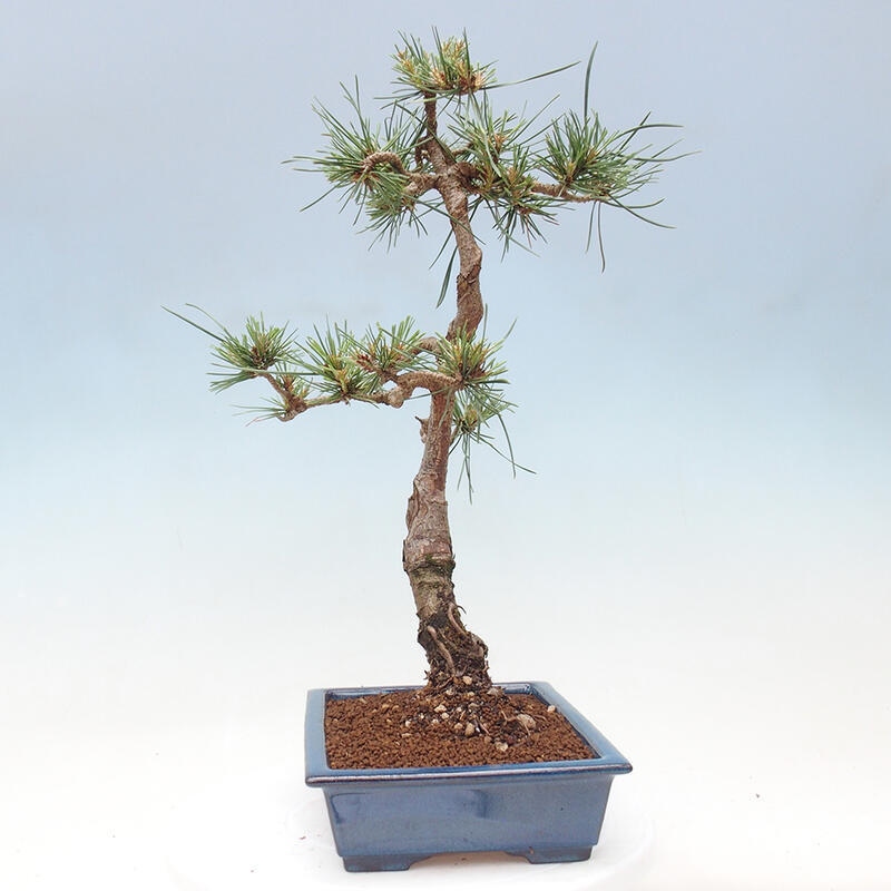 Vonkajšie bonsai - Pinus Sylvestris - Borovica lesná