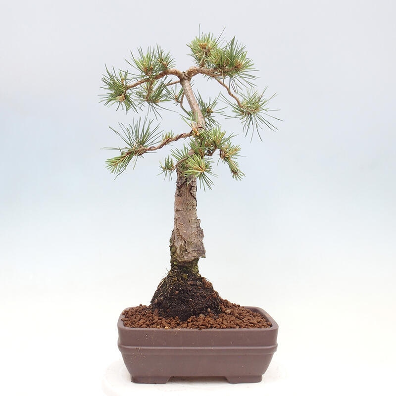 Vonkajšie bonsai - Pinus Sylvestris - Borovica lesná