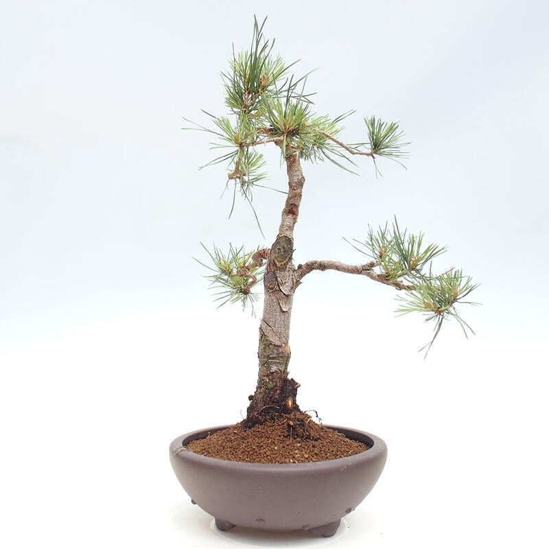 Vonkajšie bonsai - Pinus Sylvestris - Borovica lesná