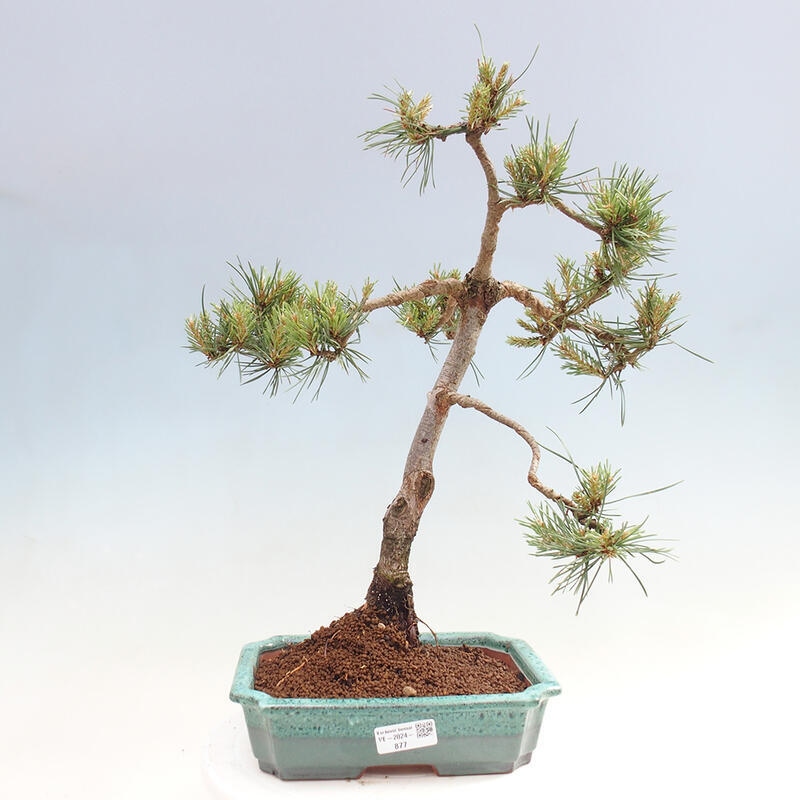 Vonkajšie bonsai - Pinus Sylvestris - Borovica lesná