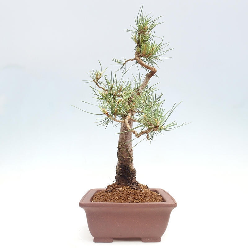 Vonkajšie bonsai - Pinus Sylvestris - Borovica lesná