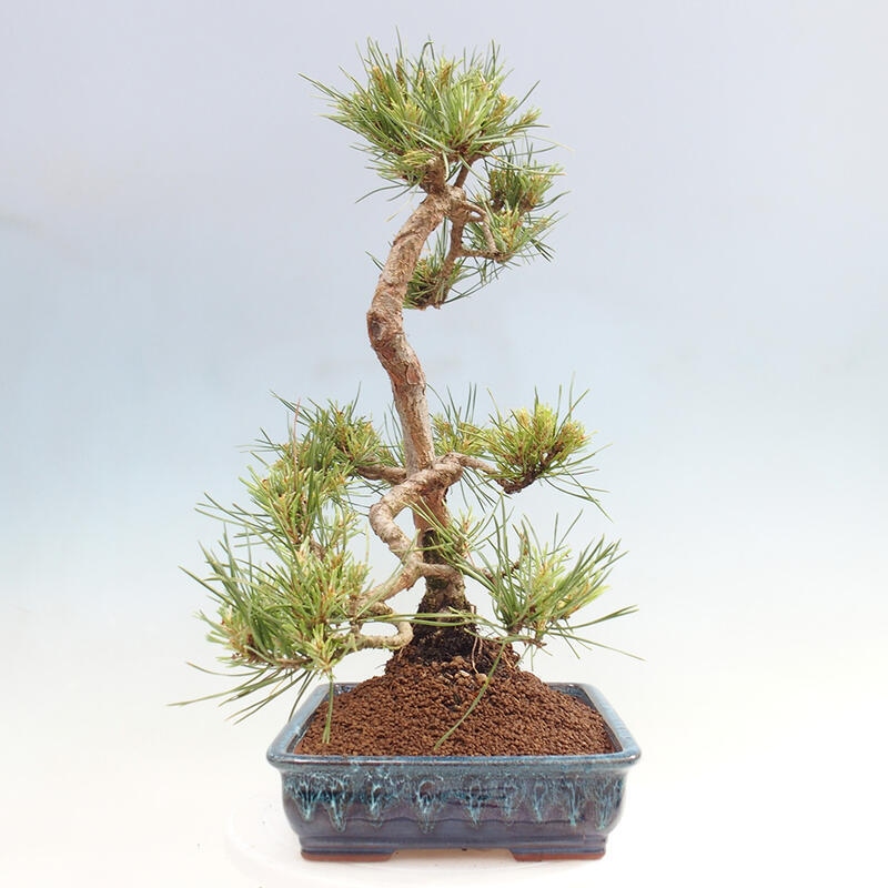 Vonkajšie bonsai - Pinus Sylvestris - Borovica lesná