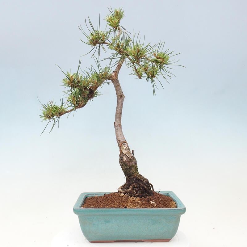 Vonkajšie bonsai - Pinus Sylvestris - Borovica lesná