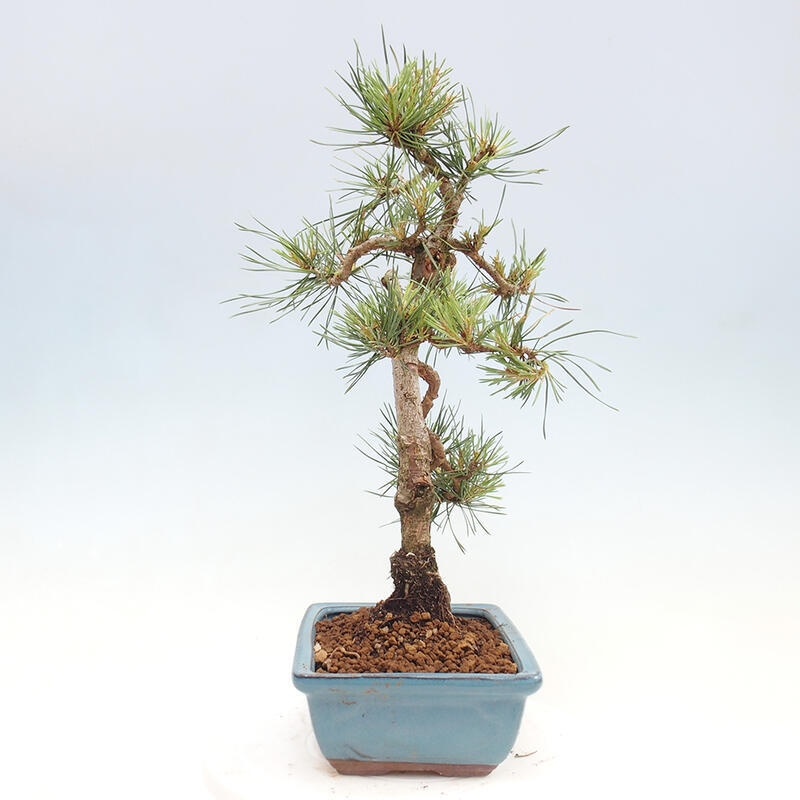 Vonkajšie bonsai - Pinus Sylvestris - Borovica lesná