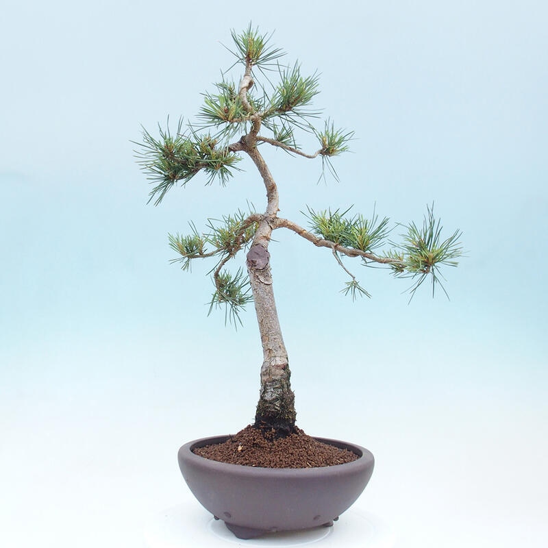 Vonkajšie bonsai - Pinus Sylvestris - Borovica lesná