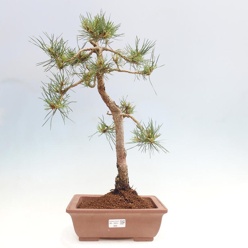 Vonkajšie bonsai - Pinus Sylvestris - Borovica lesná