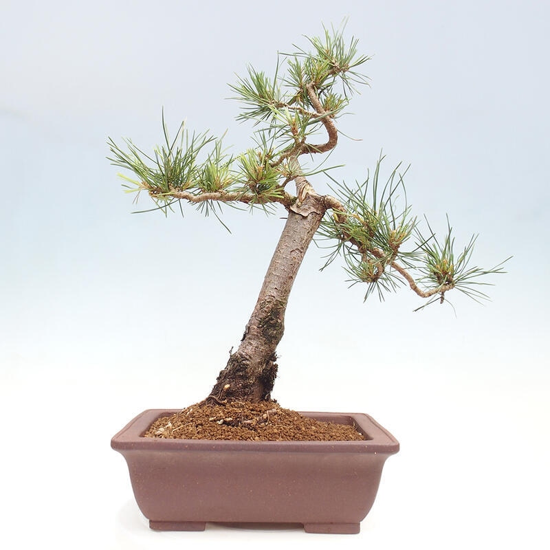 Vonkajšie bonsai - Pinus Sylvestris - Borovica lesná