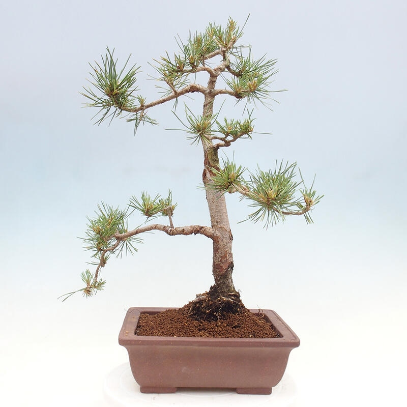 Vonkajšie bonsai - Pinus Sylvestris - Borovica lesná